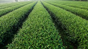 Lugfoto van 'n groen teeplantasie met netjiese rye, rustig en patroonmatig. — Groen estetiese GIF Muurpapier