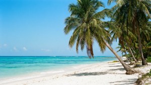 Tropiese strand met helder see en palmborne.