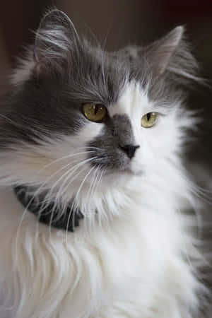 Turkse Angora Kat Ontspan op 'n Bank — Vivo Pad Muurpapier
