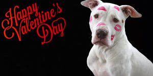 Valentynsdag Snaakse Hond muurpapier — Hoë Kontras Muurpapier