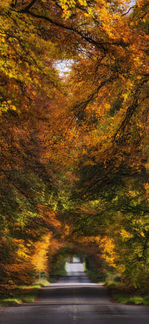 iPhone Xs Max Herfs-agtergrond — iPhone 17 Pro Muurpapier