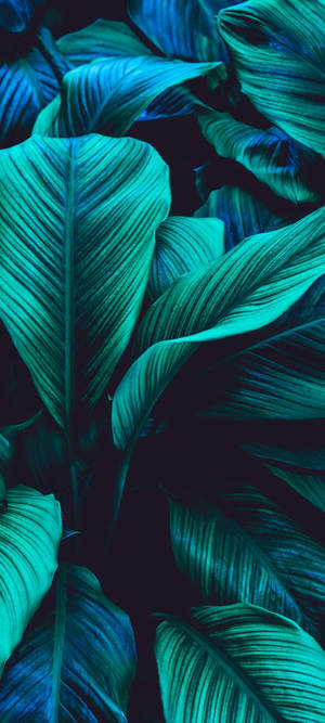 Veelkleurige Groen Blaar — iPhone 18 Muurpapier