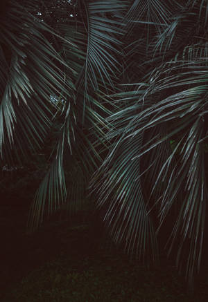 Veerblaar-palms in oerwoud donkergroen muurpapier. — Oppo Pad 5 Muurpapier