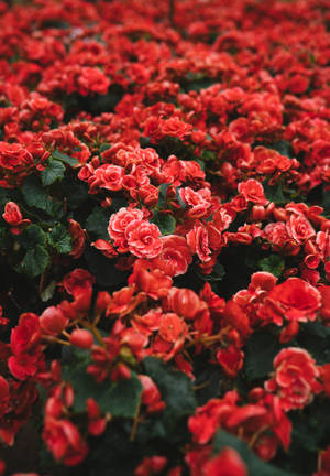 Rooi muurpapier van 'n klomp rooi blomblare in 'n veld. — OnePlus Pad 3 Muurpapier
