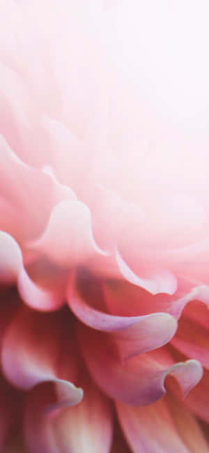 Ligpienk Blomme Iphone — Blomme iPhone Muurpapier