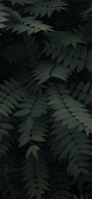 Plante Iphone — iPhone 17 Pro Max Muurpapier