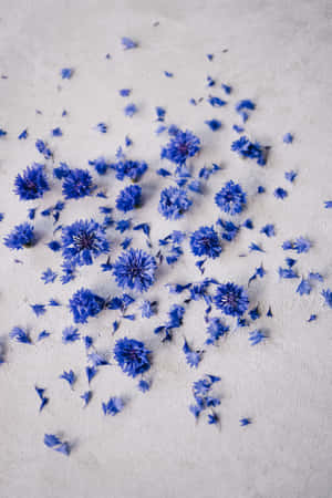 Verpletterde Blomblare van Blou Blomme Foon — Huawei MatePad 11.5 (2026) Muurpapier