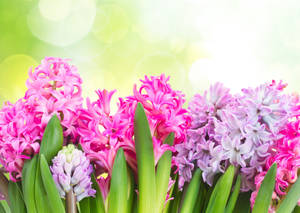 Verskillende Hiasint Blomtipes Agtergrond — Lente Muurpapier