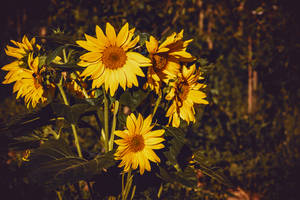 Geel sonneblomme op 'n vintage kleur met warm skakerings op 'n sonnige dag.