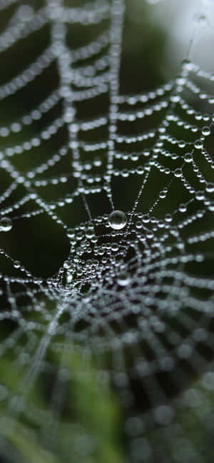 Spinnekopweb Agtergrond — iPhone 18 Muurpapier