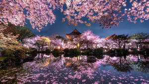 Japan Kersiebloeisel