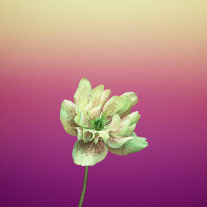 Violet Helleborus Orientalis Appelblom — 1:1 Muurpapier