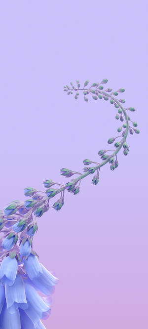 Vivo Y11 Klokblomme — Pixel 10 Muurpapier