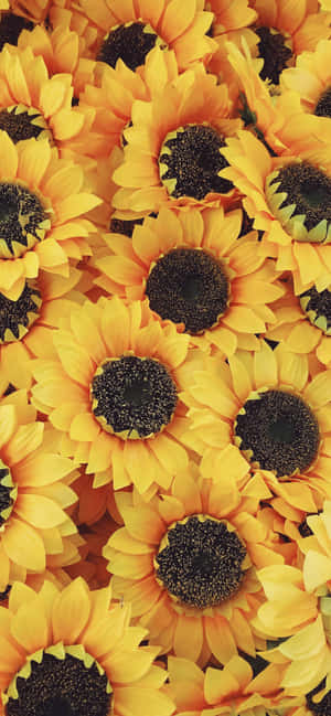 Sonneblom Estetika Iphone — Blomme iPhone Muurpapier