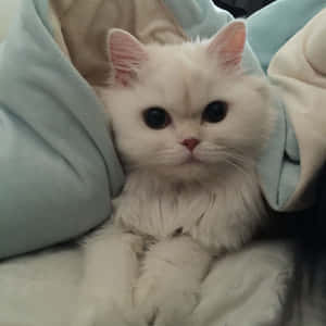 Estetiese Kat prente — Estetiese kat Muurpapier