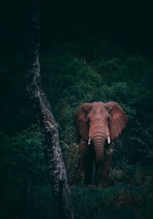 Olifant-skootrekenaar — Vivo Pad5 Muurpapier