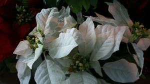 White Wonder Kersfeesster-agtergrond — Pro Display XDR Muurpapier