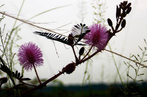 Wilde Mimosa Blomme agtergrond — Skemer Muurpapier