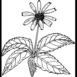 Wildeblom_ Skets_ Illustrasie.png