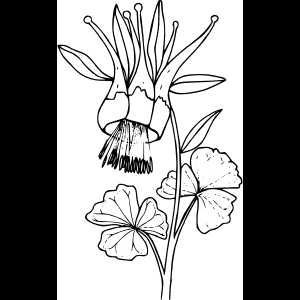 Wildeblom_ Skets_ Kunswerk