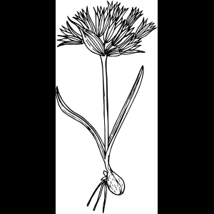 Wildeblom_Skets_Kuns