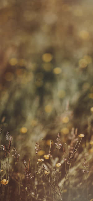 Wildeblomme Prente — iPhone 13 Muurpapier