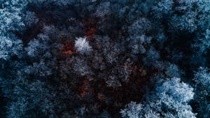 Winter-estetiek uit Voëlvlug — Winters Estetika Muurpapier