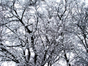 Winterbome sneeuw agtergrond