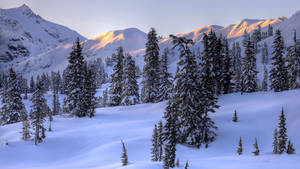 Winterbome landskap agtergrond