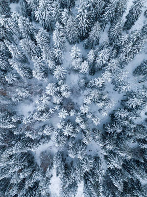 Winterdennebome iPad-vertoon muurpapier