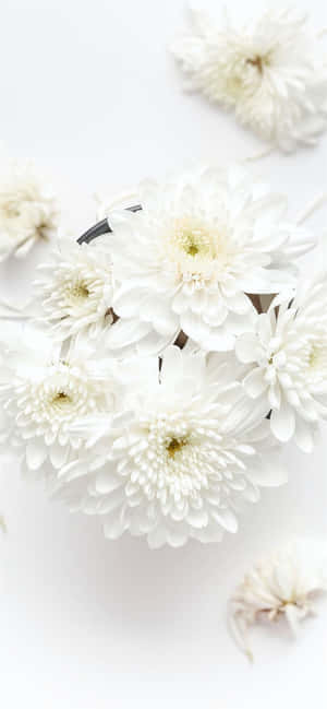 Wit Iphone Agtergrond — Blomme iPhone Muurpapier