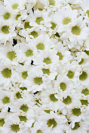 Wit Blommetjies Krisante