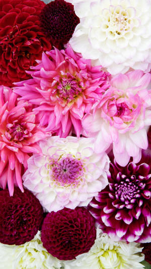 Wit en Pienk Angeliers Blomme iPhone — Blom Muurpapier