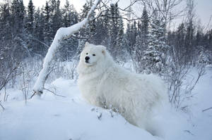 Wit hond in winter agtergrond