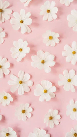 Wit Madeliefies Pienk — Blomme iPhone Muurpapier