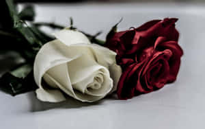 Rooi en wit rose — Roos Muurpapier