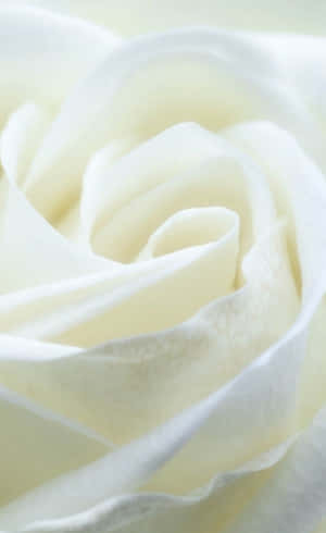 Wit Rose Iphone — Tecno Megapad SE Muurpapier