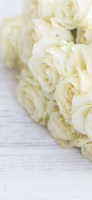 Wit Rose iPhone — iPhone 14 Pro Muurpapier