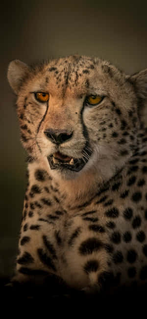 Cheetah iPhone — Oppo Reno16 FS Muurpapier