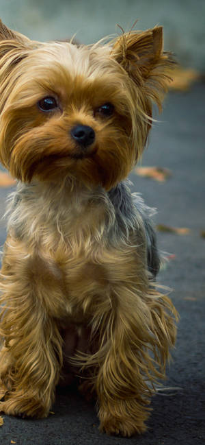 Yorkshire Terrier Nabyportret muurpapier — iPhone 13 Pro Max Muurpapier